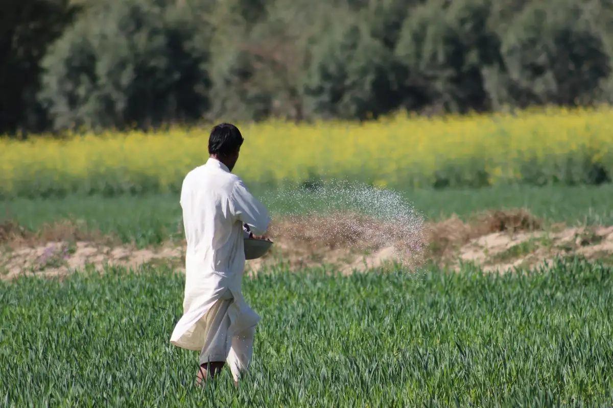 A person in white clothing walks through a green crop field and sprays mist over the plants, with a yellow-flowered area and trees in the background.
