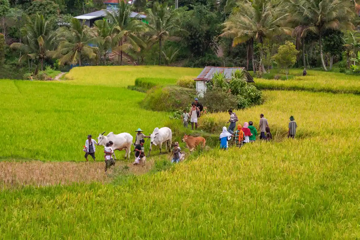 A group of villagers walks through a bright green and yellow rice field with several white cows, palm trees and small huts in the background.