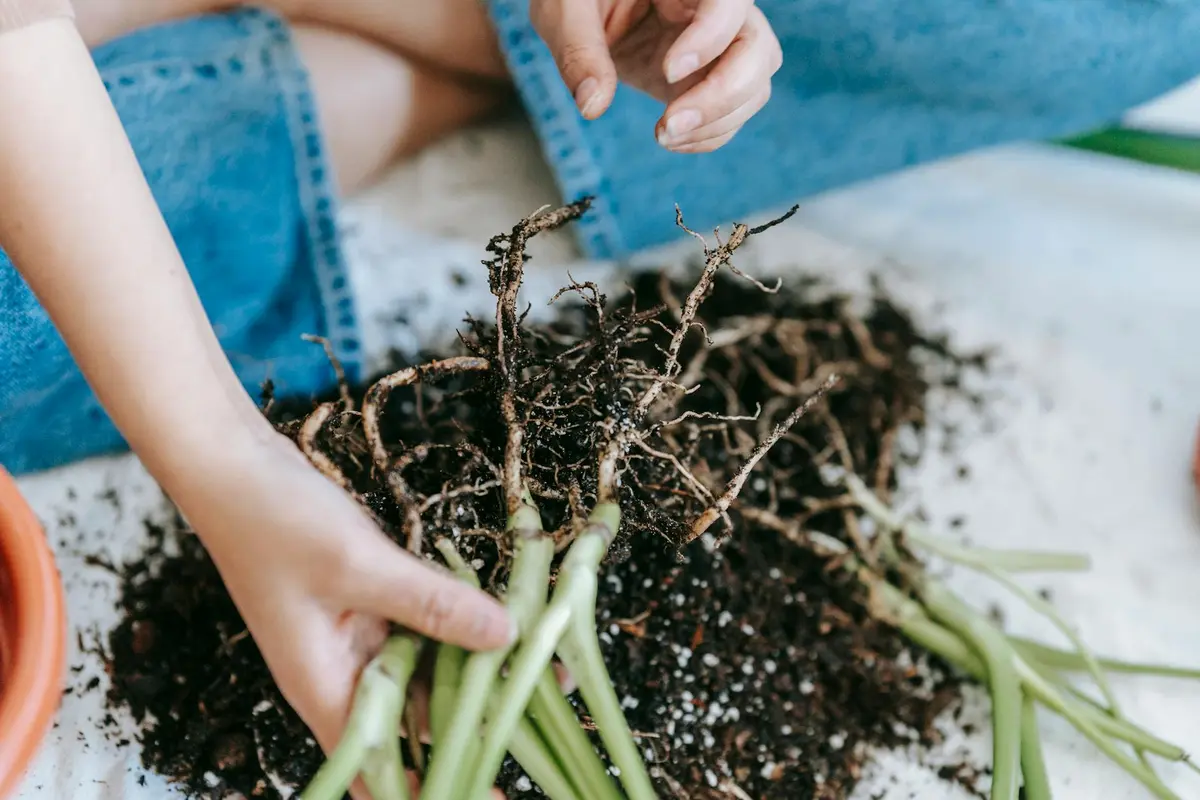 Hands cradle uprooted green onions with visible roots in rich soil, ready for planting.