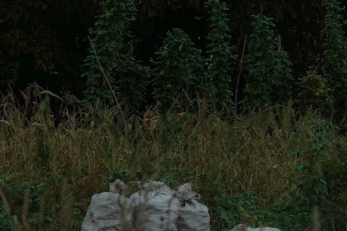 Bags of fertilizer stored outdoors in a grassy area with dense vegetation in the background