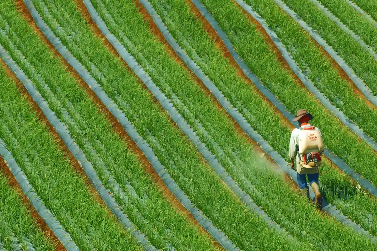 A worker with a backpack sprayer applies fertilizer across rows of young green crops in a field.