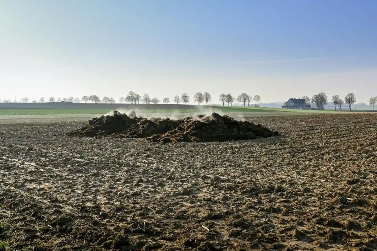 A wide, bare field with a dark pile of compost in the foreground, a row of trees on the horizon, and a clear blue sky.