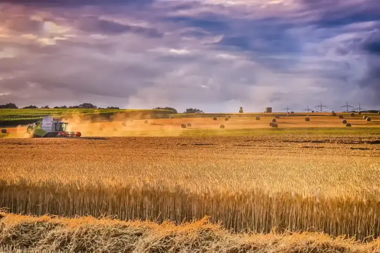A combine harvester working in a golden field under a dramatic cloudy sky, with hay bales visible in the distance.