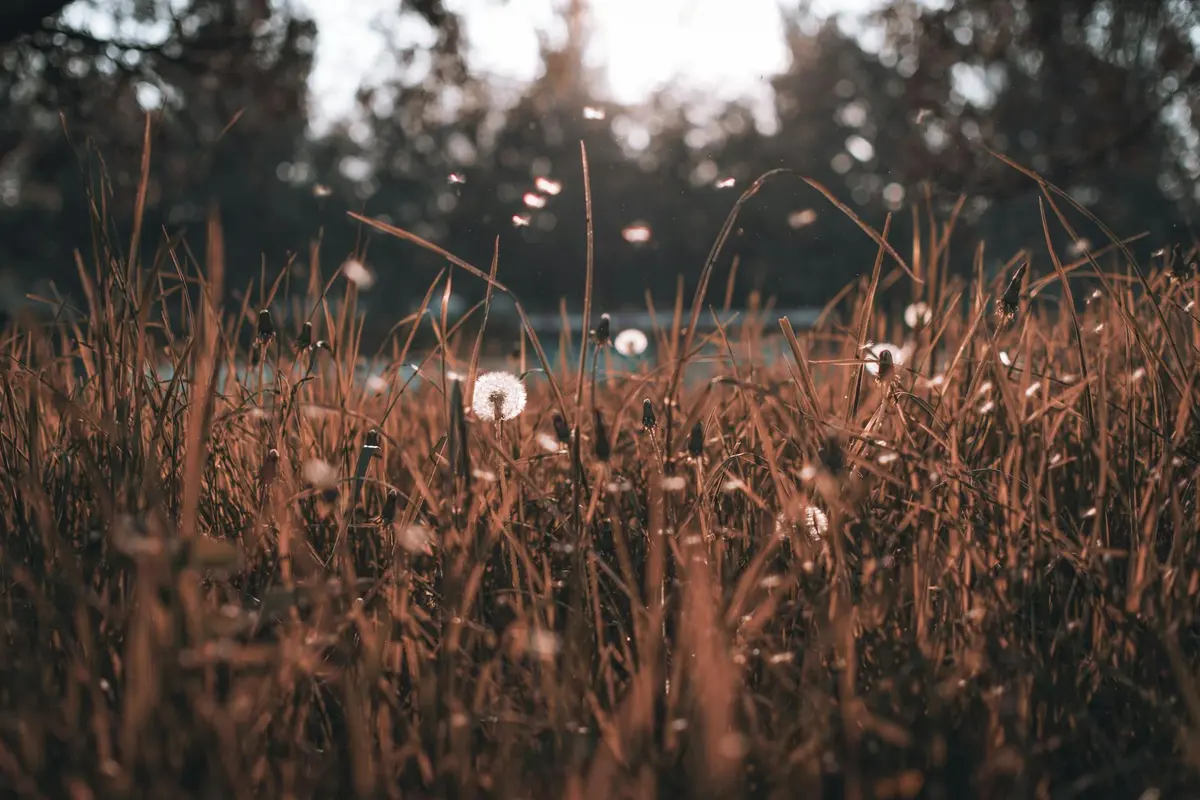 Close-up of tall, dried weeds in a lawn with a blurred treeline in the background.