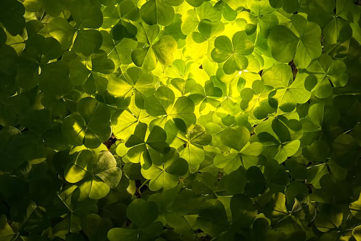 Close-up of bright green clover leaves covering the lawn