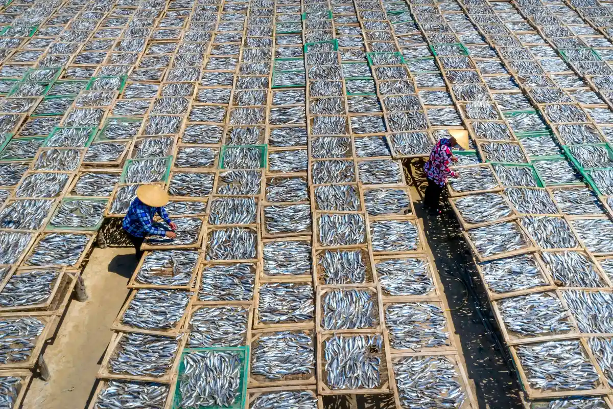 Two workers in conical hats tend drying fish laid out on bamboo racks.