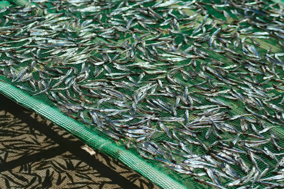 Many small dried fish spread on a green drying screen, ready to be processed into fish fertilizer for lawns and garden plants.