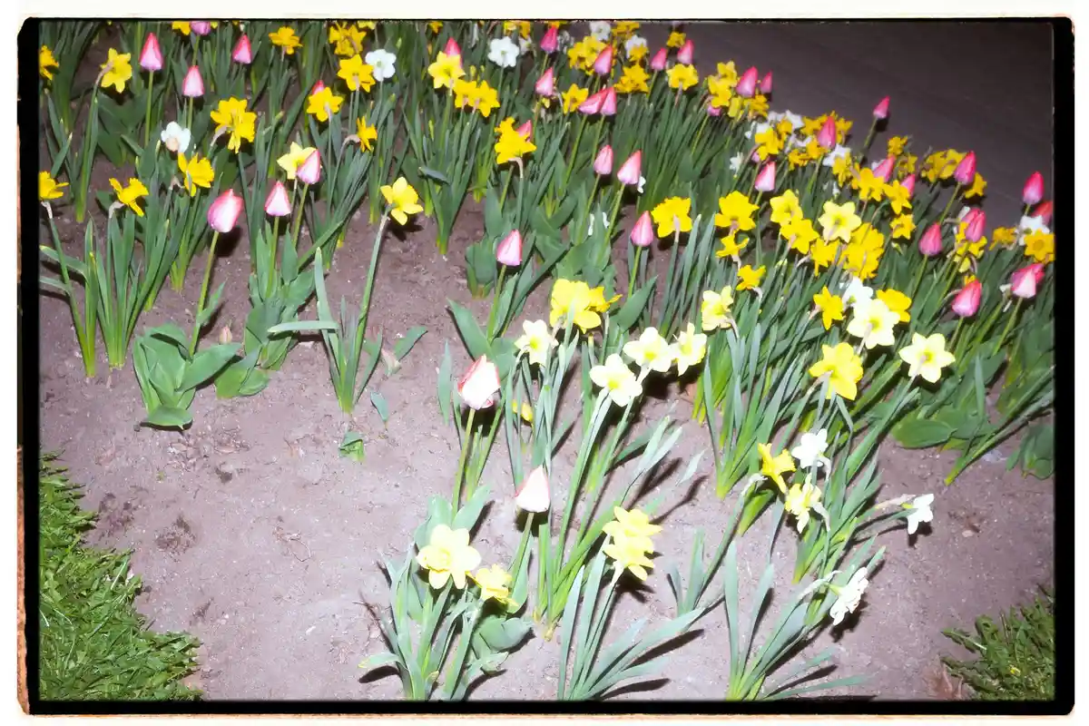 Flower bed with blooming pink, yellow, and white daffodils growing in soil.