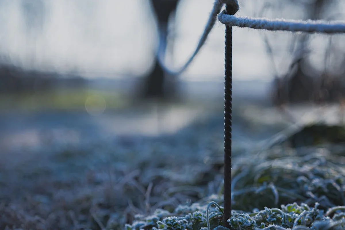 Close-up of frost-covered grass with a thin rope in the foreground, illustrating winter weather impacting lawn seed survival.