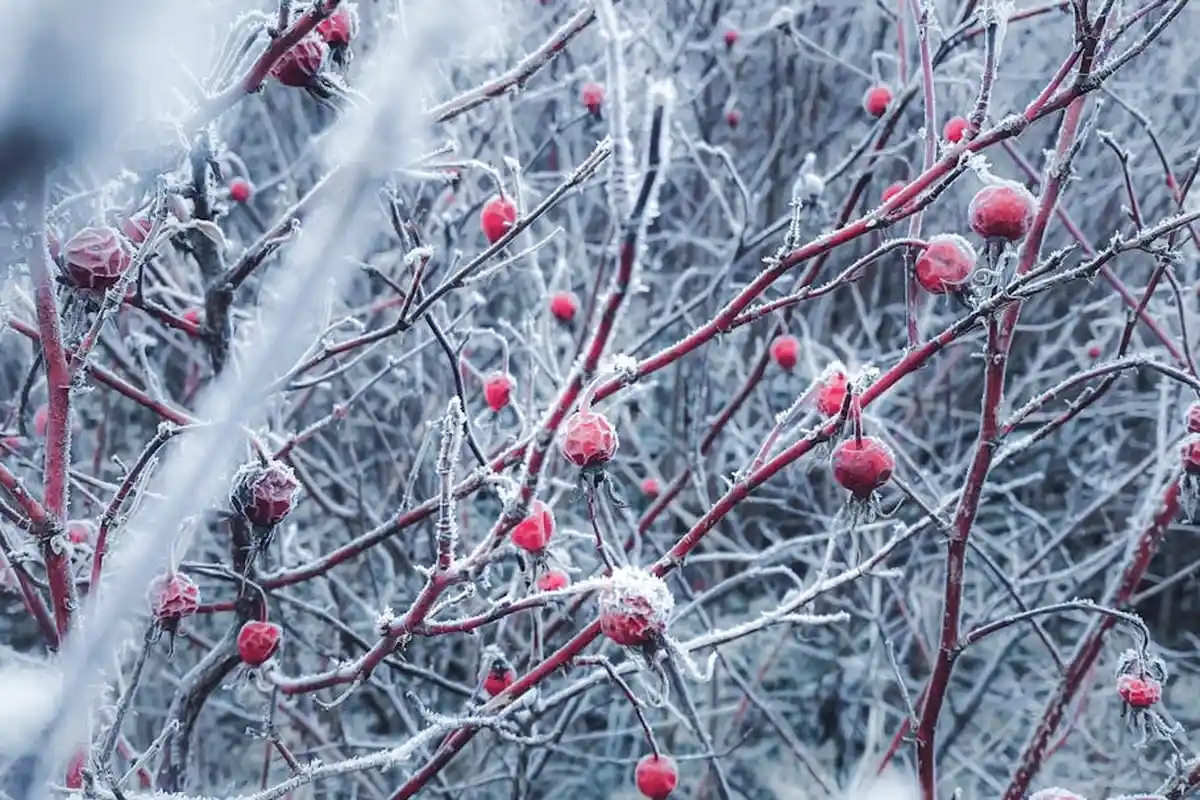 Winter scene of frost-coated bare branches with small red berries, illustrating dormancy and the care berries need.