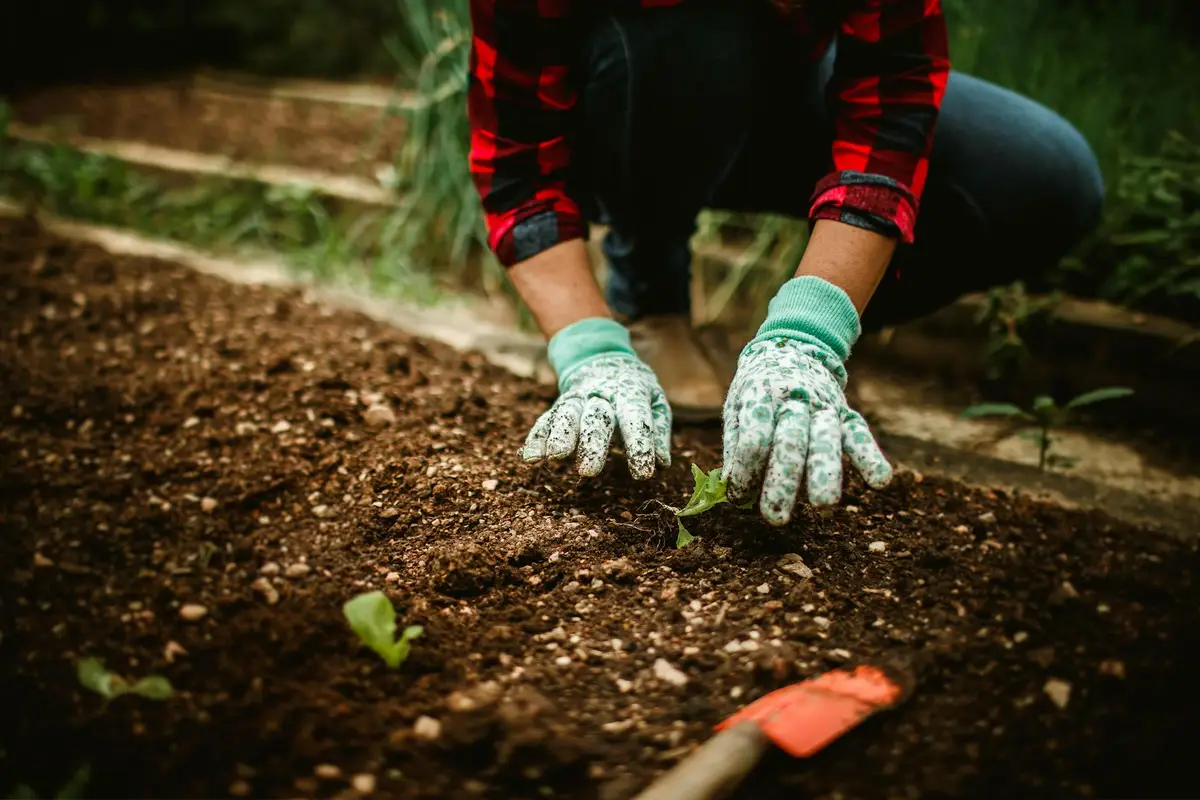 Close-up of gloved hands shaping soil in a garden bed with small seedlings.