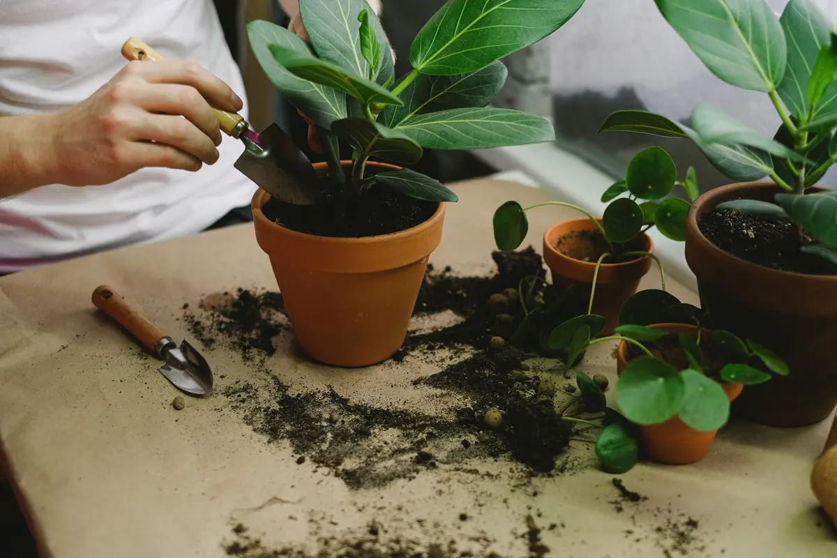 A person potting a plant in a terracotta pot with soil spilled on the table, surrounded by several potted plants and gardening tools.
