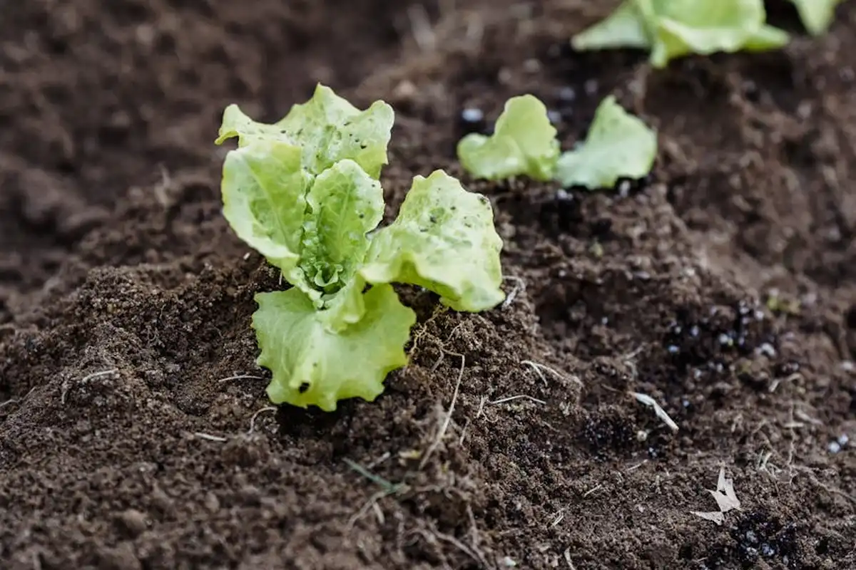 Close-up of small green leaves sprouting from rich, dark soil