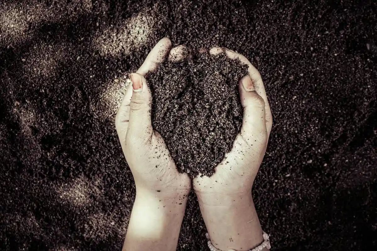Hands cupping rich soil, ready for lawn top dressing