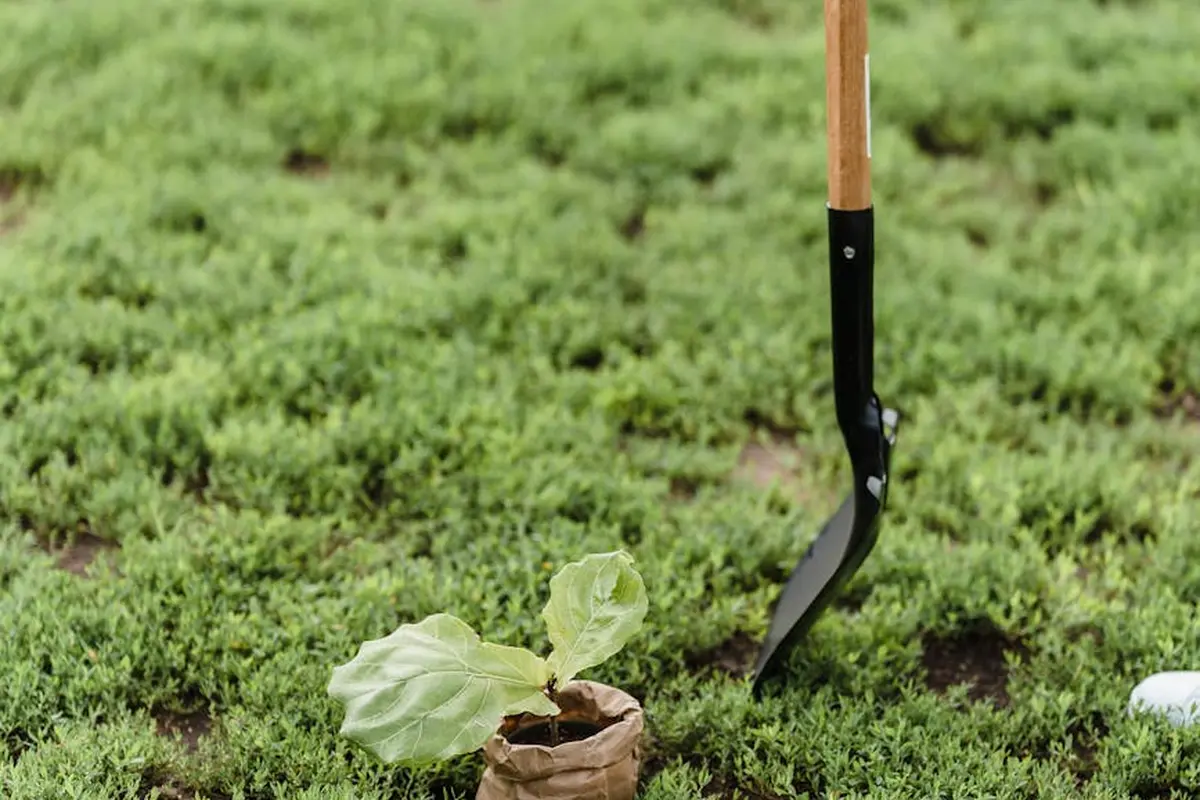 A small plant in a paper bag sits on top of fresh sod with a gardening trowel nearby, illustrating soil preparation for laying new sod.