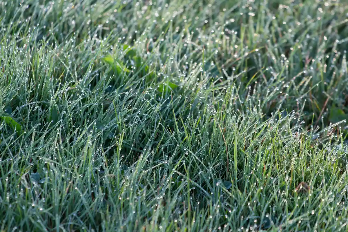 Close-up of dew-covered blades of green grass in the morning light.