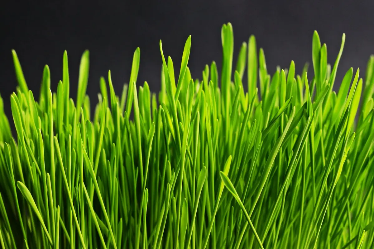Close-up of vibrant green grass blades.