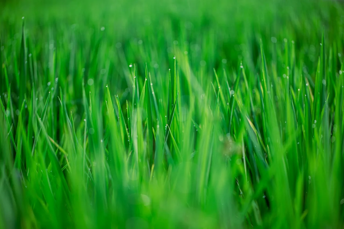 Close-up of vibrant green lawn blades with dewdrops