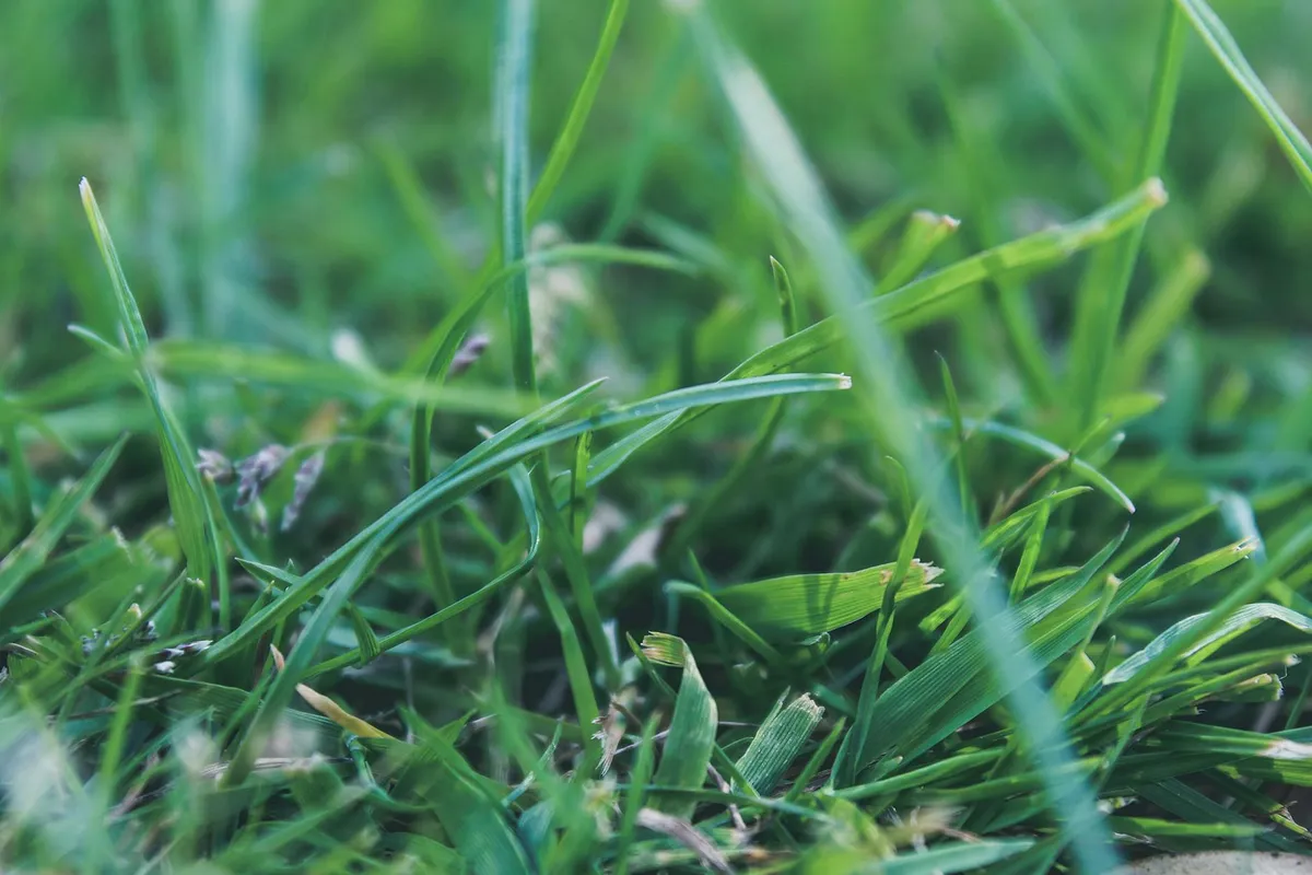 Close-up view of lush green grass blades in a well-maintained lawn