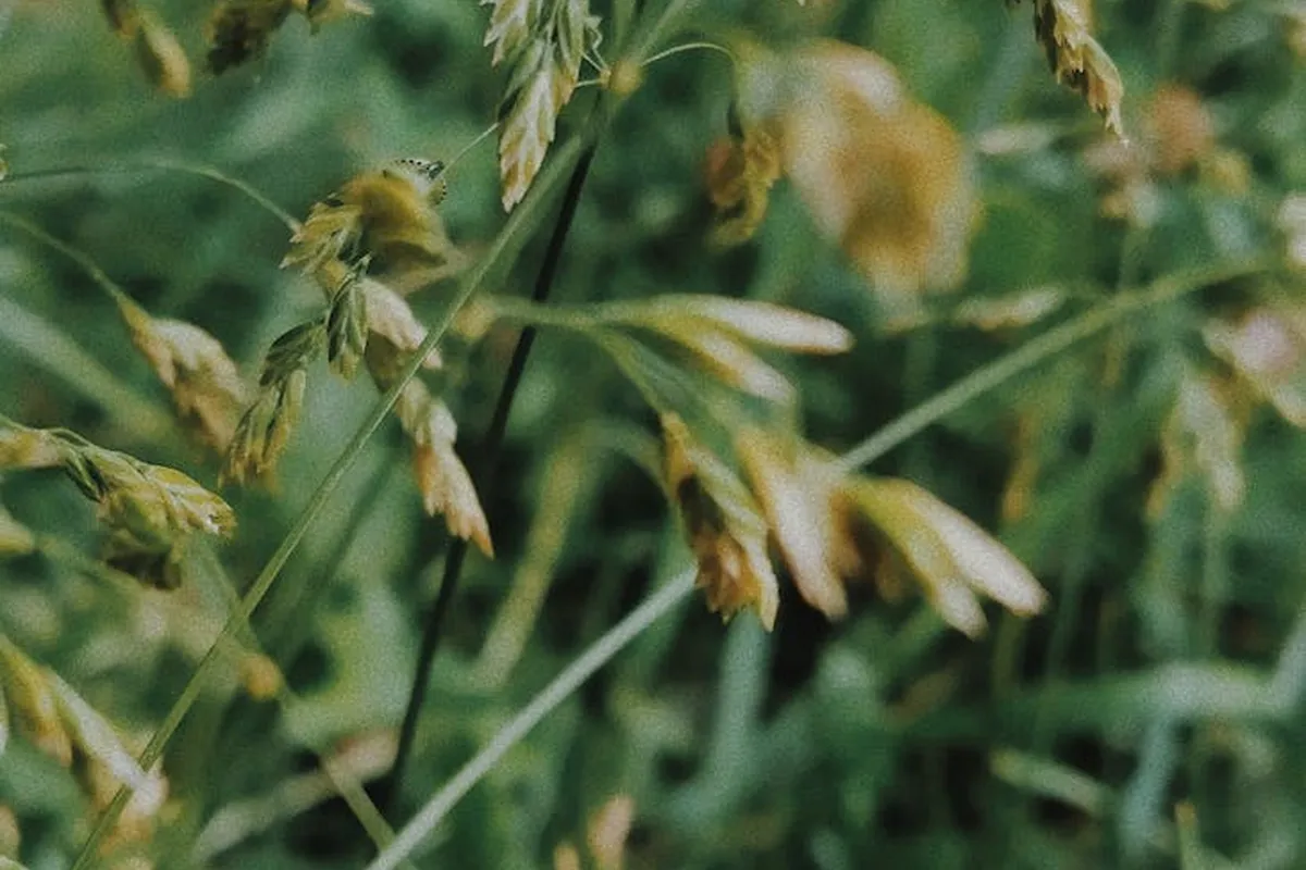 Close-up of grass seed heads on green blades