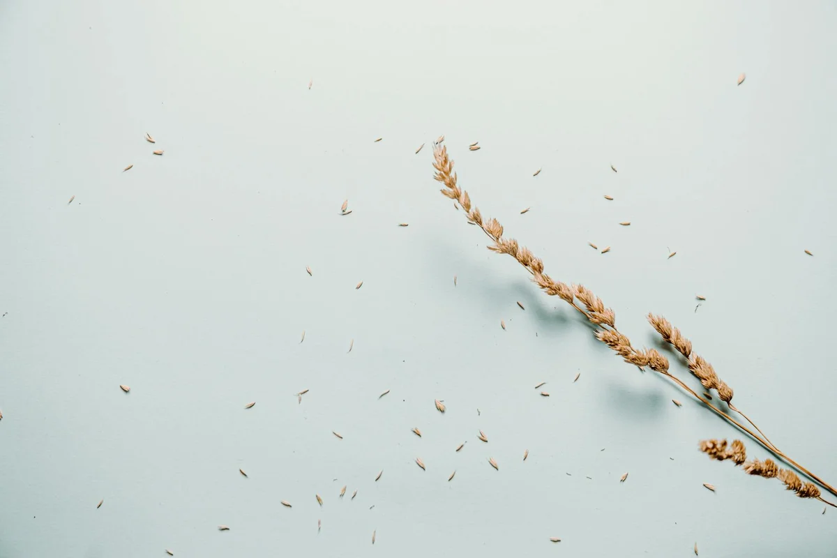 Close-up of scattered grass seeds on a pale blue background with a seed stalk on the right.