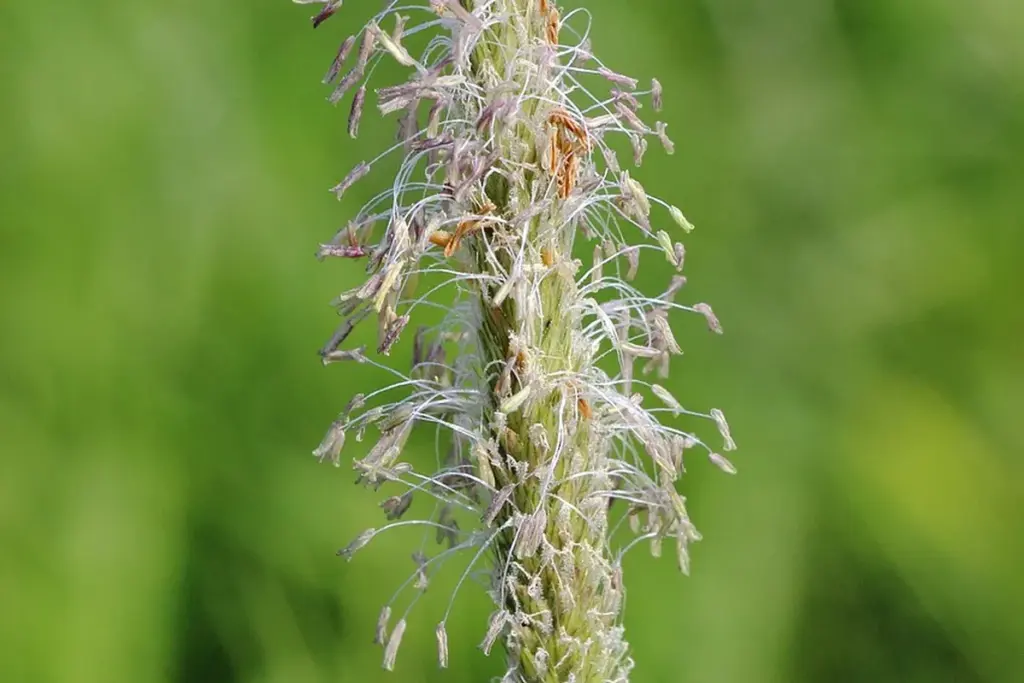 How Do You Reseed, Overseed, and Fix Bare Spots in Your Lawn?