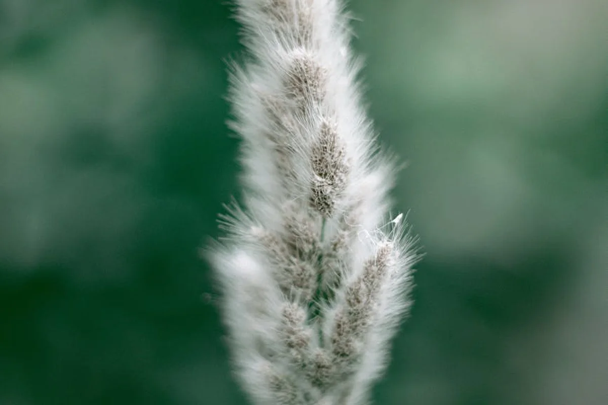 Close-up of a fluffy grass seed head with a blurred green background