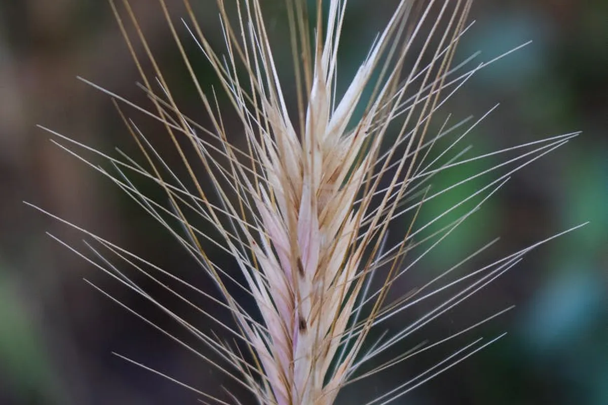 Close-up of a beige grass seed head with long, slender awns radiating outward against a blurred green background.
