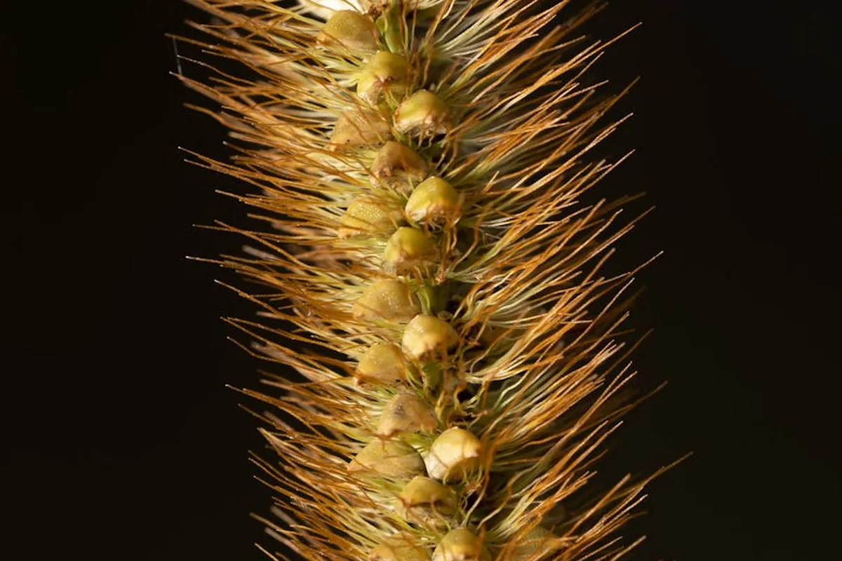 Close-up of a grass seed head with numerous protruding awns along a central spike