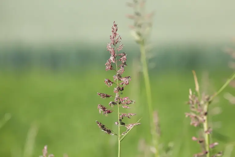 Close-up of grass seed heads against a softly blurred green field