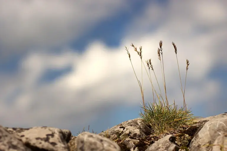 A small tuft of grass grows between rocks beside a clear blue sky with wispy clouds.