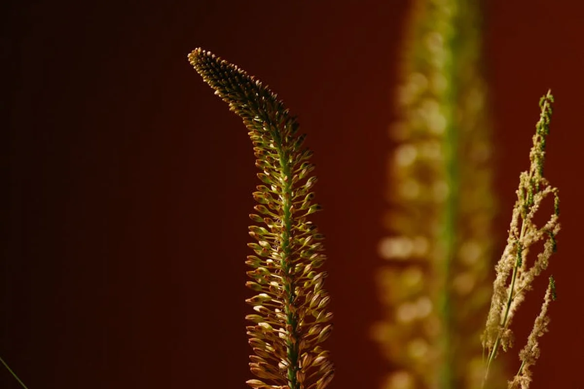 Close-up of tall grass seed heads in warm lighting.