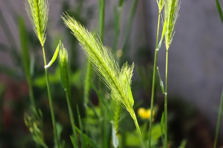 Close-up of green grass seed heads in a garden