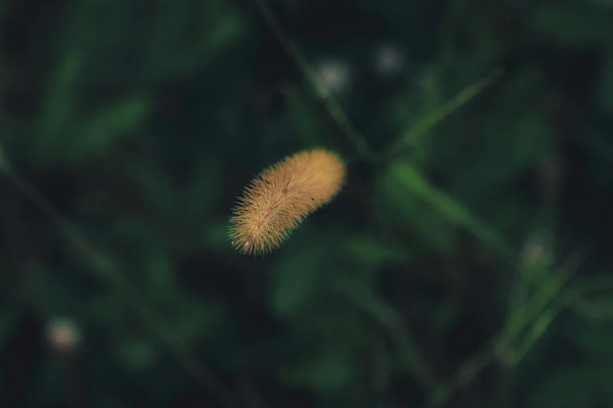 A single dried grass seed head against a blurred dark green background, highlighting the seed-to-sprout stage of lawn establishment.