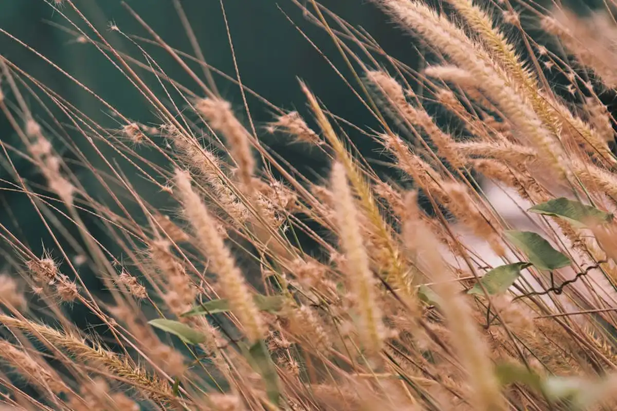 Close-up of tall, wispy grass seed heads swaying in the breeze