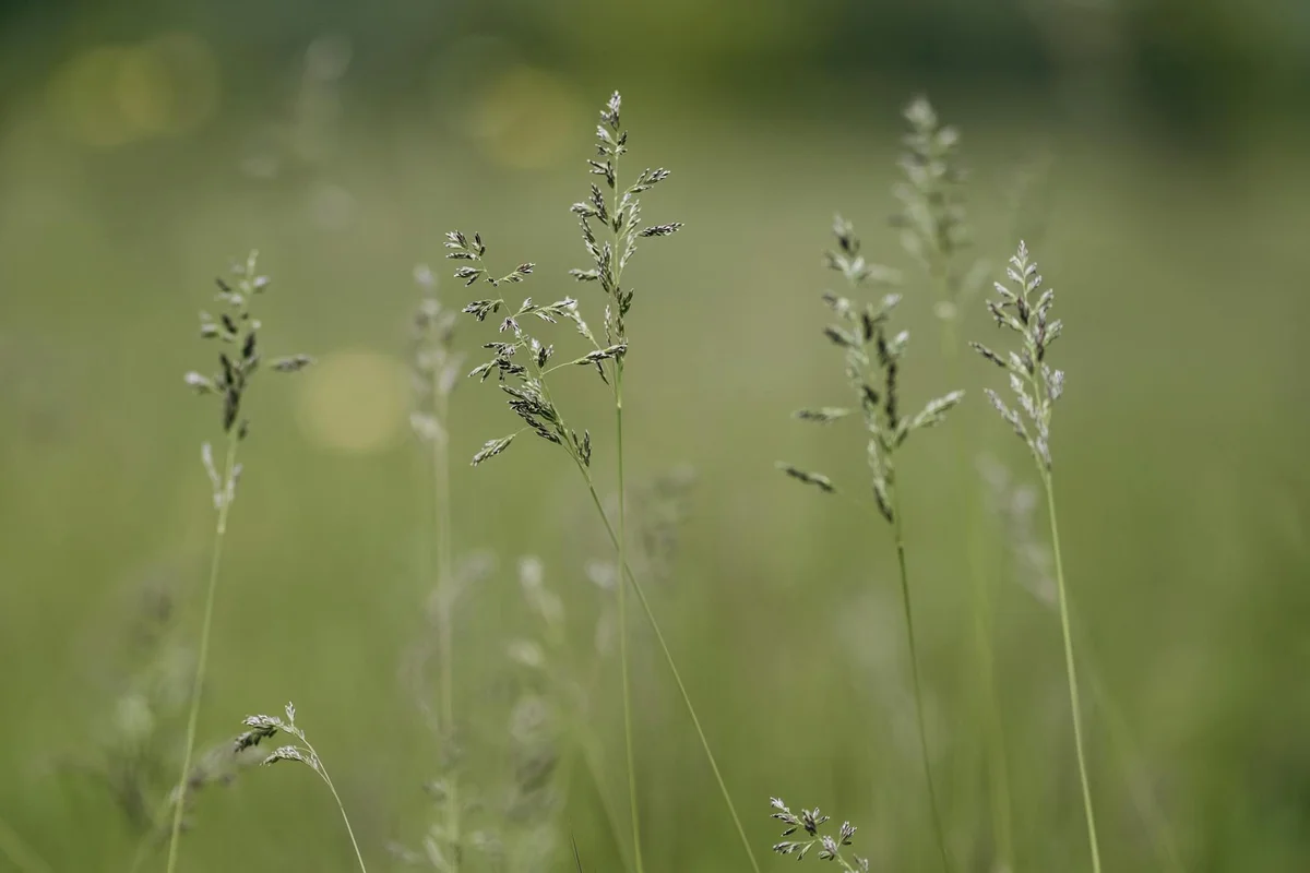 Close-up of tall grass with seed heads in a sunlit field
