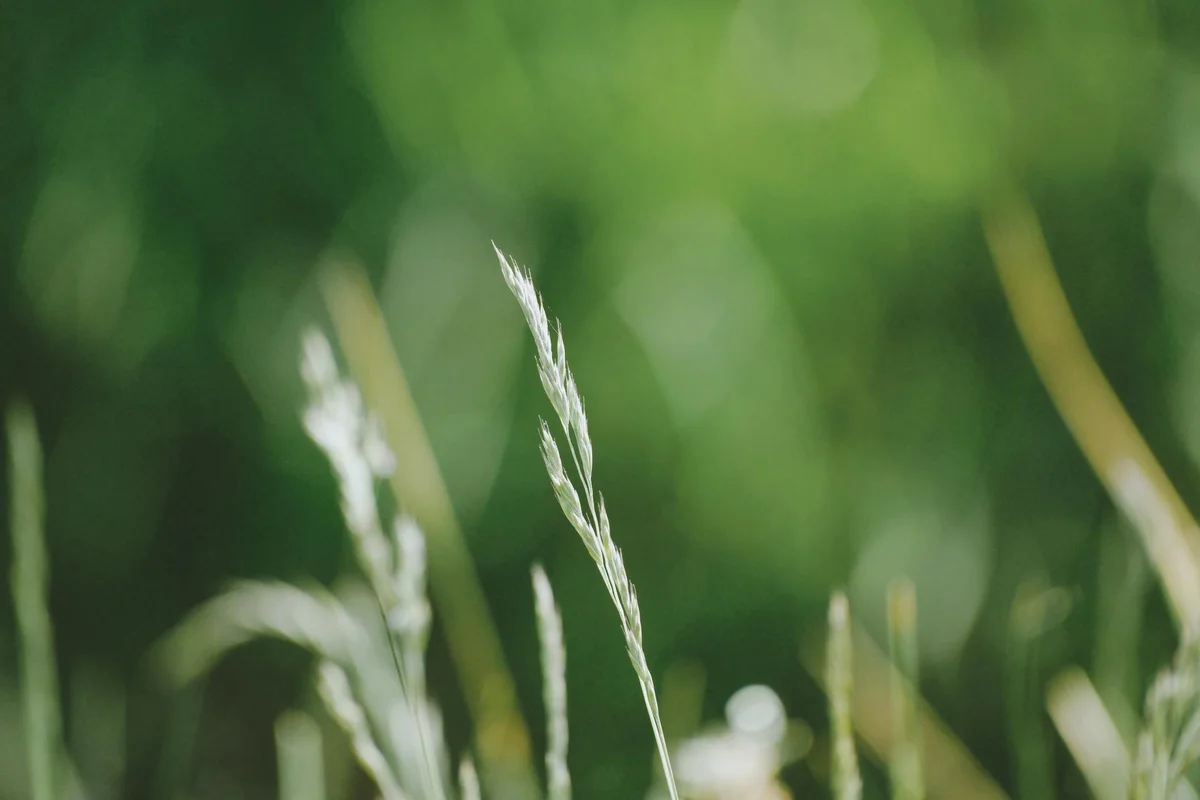 Close-up of grass seed heads with a green, blurred background