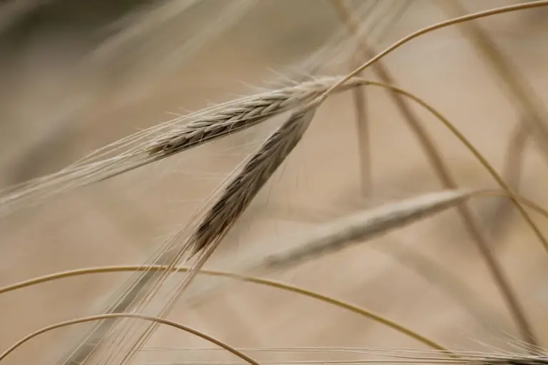 Close-up of dried grass seed heads with long awns in a sunlit field.