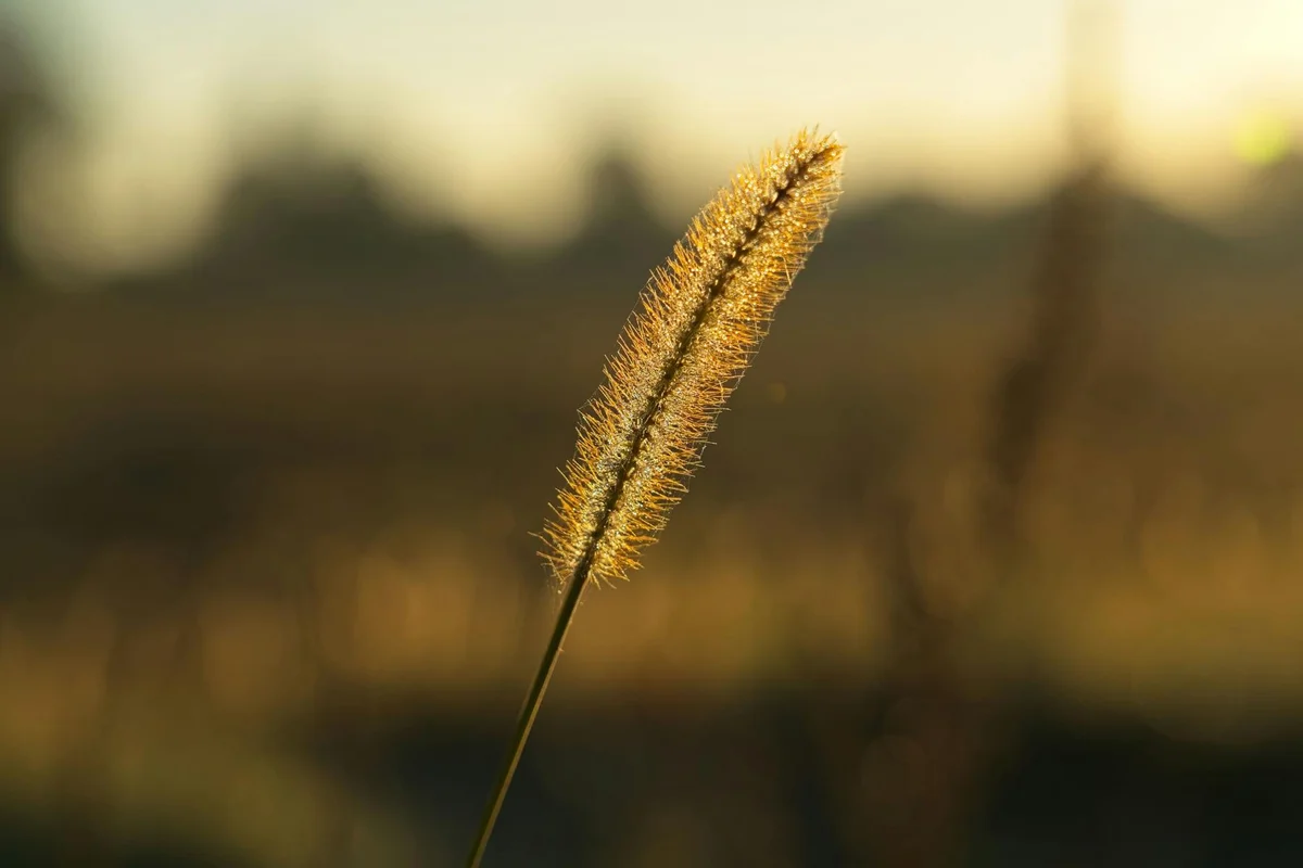 Close-up of a single golden grass seed head in a blurred field at sunset