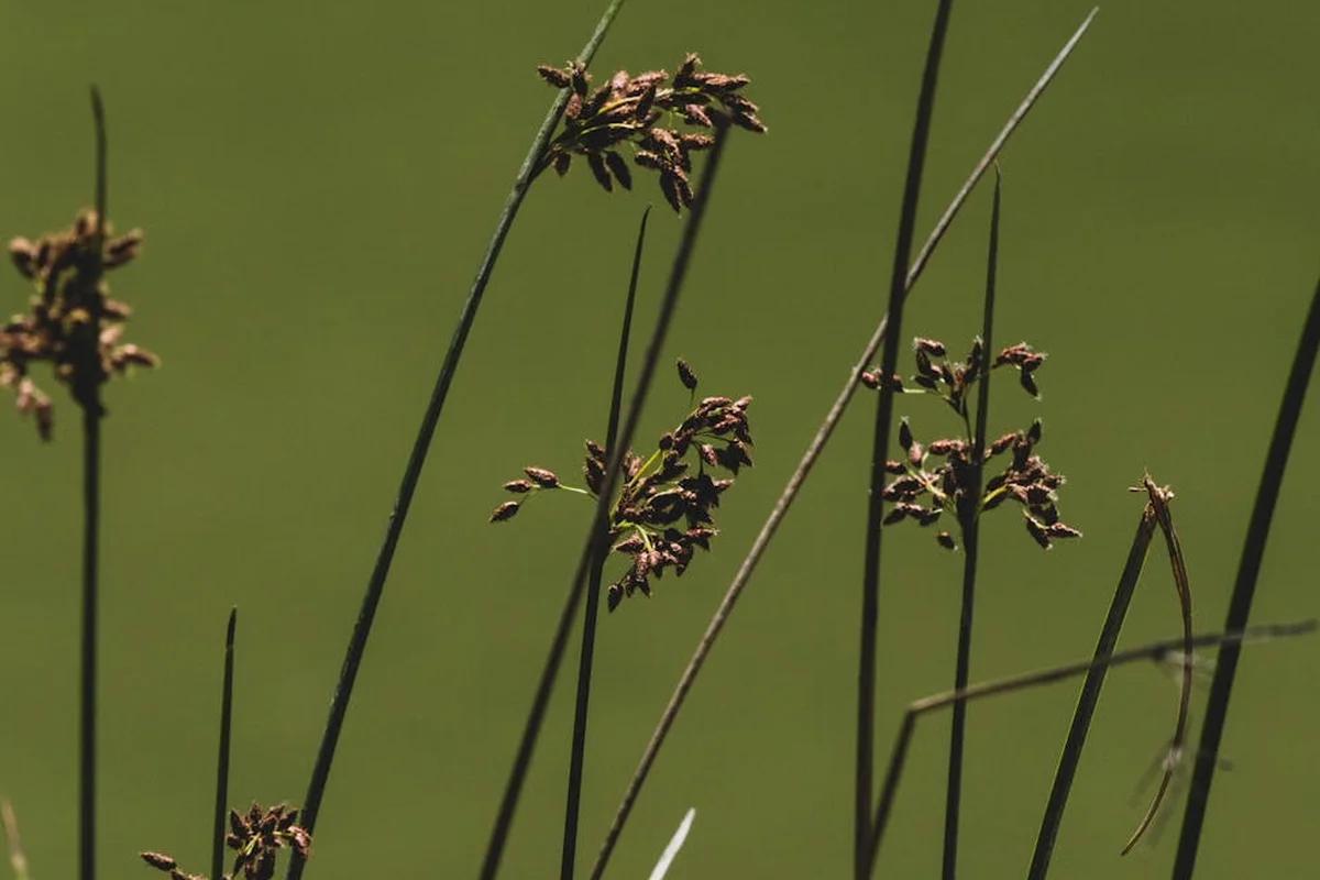 Close-up of tall grass seed stalks with small brown seed clusters against a green blurred background.