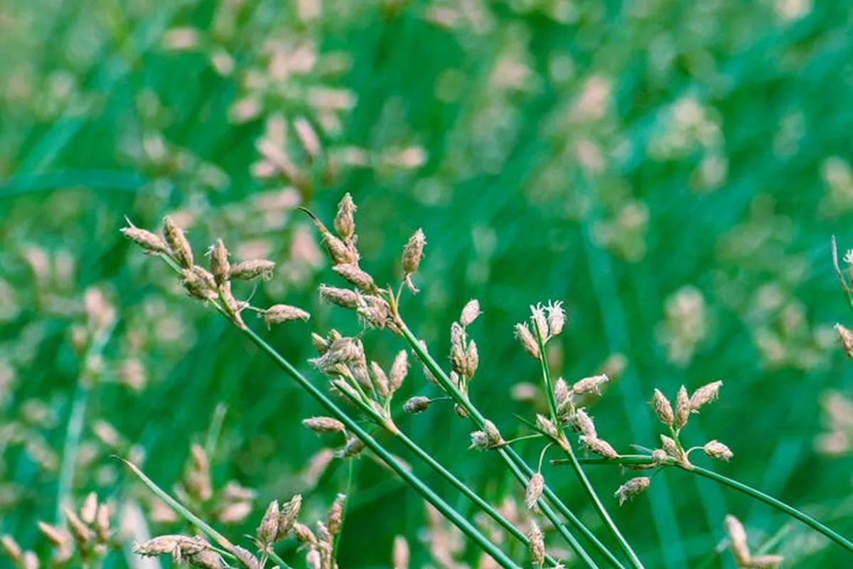 Close-up of grass seed heads with beige seeds against a blurred green background