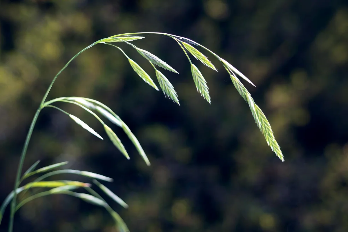 Close-up of bending grass seed heads with a dark blurred background