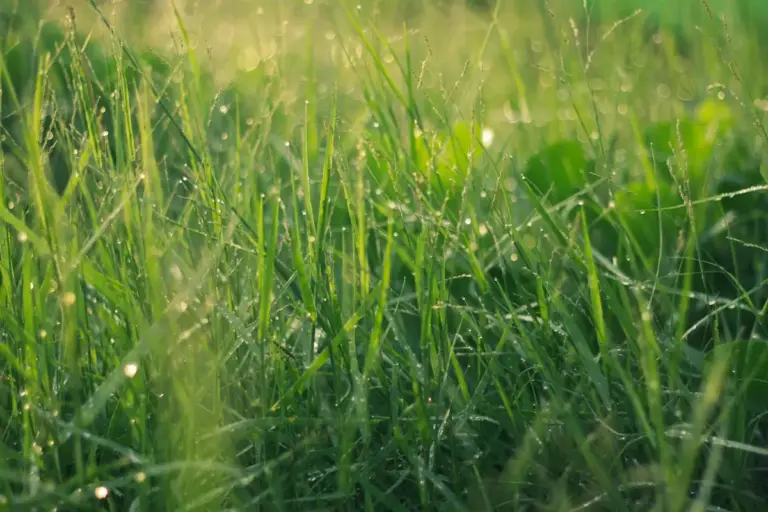 Close-up of dew-covered green lawn grass blades in the morning light.