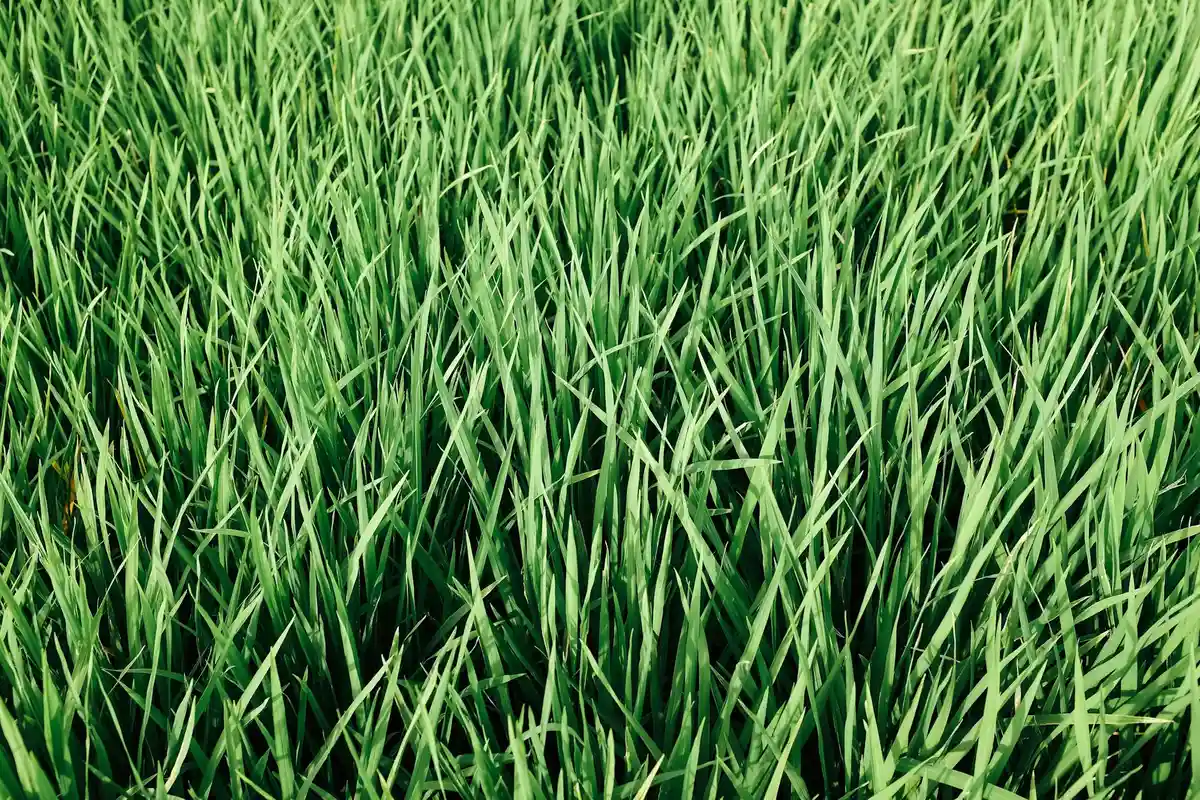Close-up of dense green grass blades