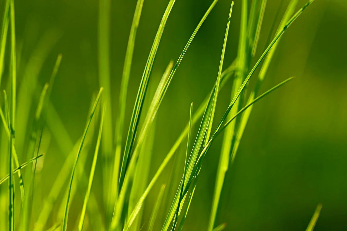 Close-up of fresh green grass blades emerging, indicating readiness for the first mow after aeration and overseeding.