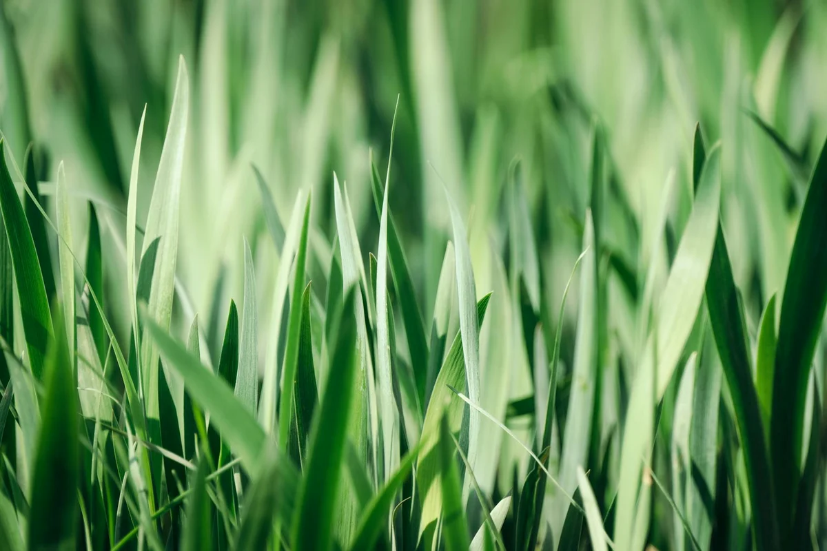 Close-up of tall, green grass blades