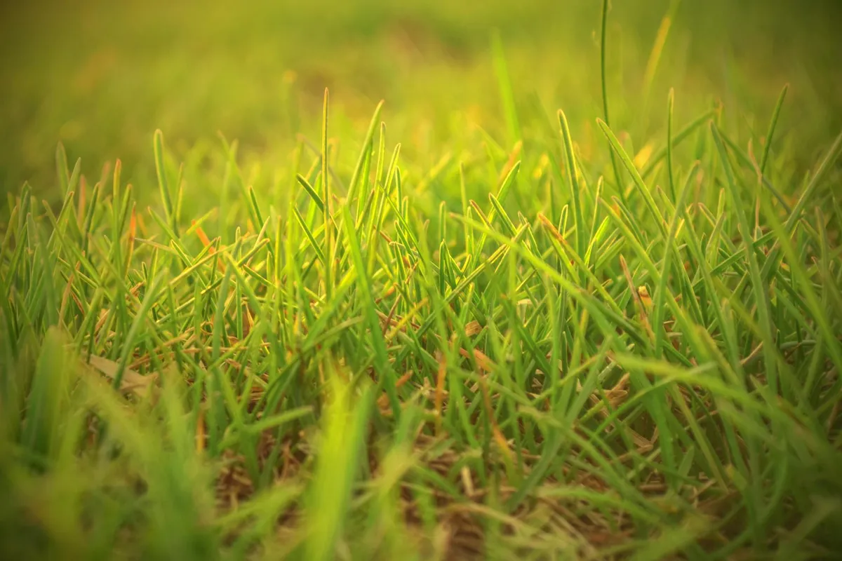Close-up of vibrant green grass blades in a lawn.