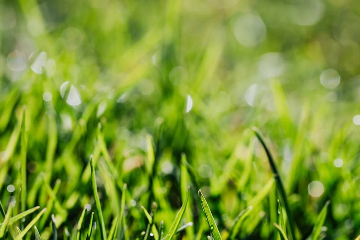 Close-up of green grass blades with dew droplets