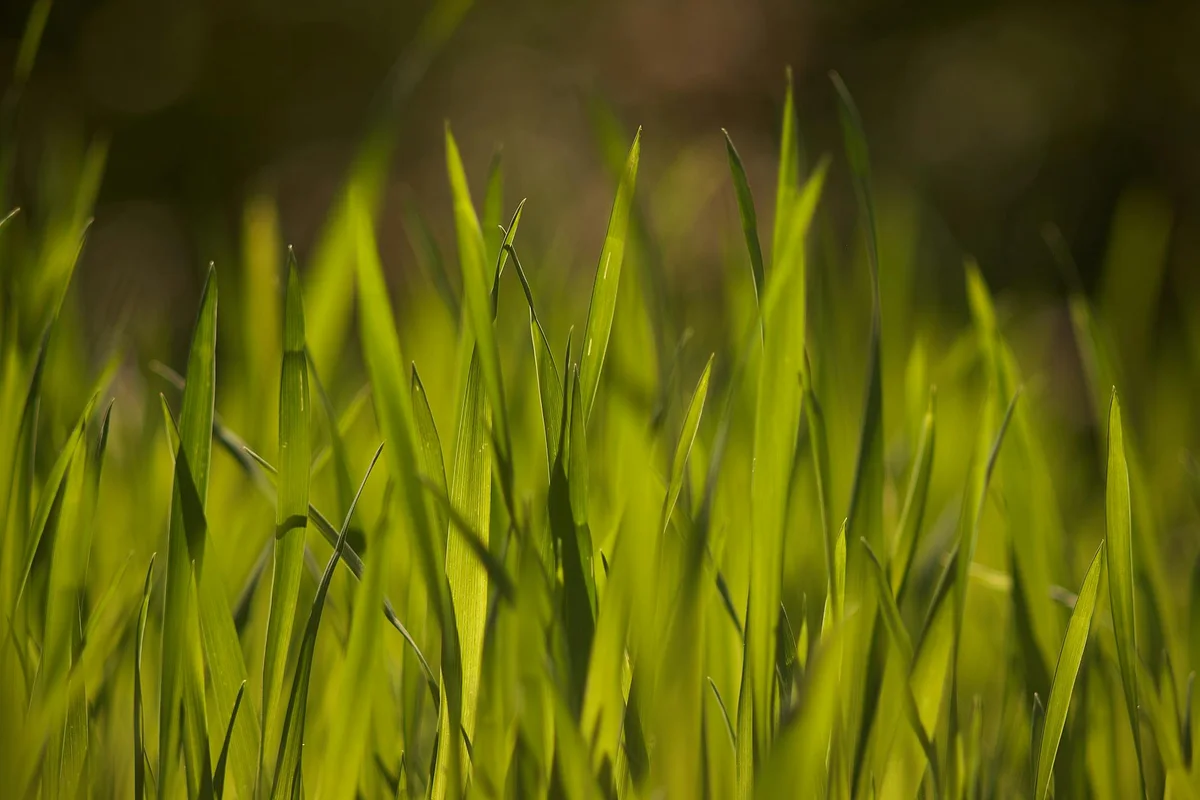 Close-up view of bright green lawn grass blades