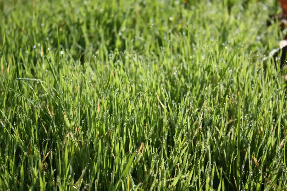 Close-up of lush green grass blades in a sunlit lawn